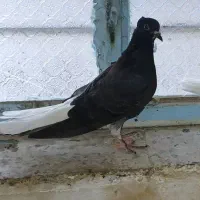 پرنده دمسفید
