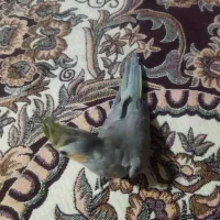 عروس هلندی
