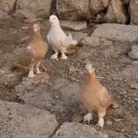 کبوتر هفشجان