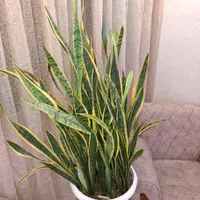 گل ساسنوریا ابلغ بزرگ|گل و گیاه طبیعی|تهران, فاطمی|دیوار