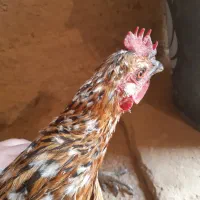 مرغ و خروس محلی