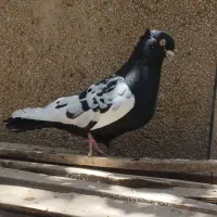نر و ماده زرد گلی رسمی و سینه سیا