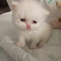 گربه