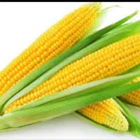ذرت علوفه ای