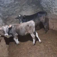 گوساله نر