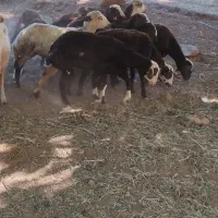 بره ماده داشتی