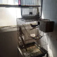 عروس هلندی جفت باجوجه ها