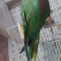 شاه طوطی نر اروم و اهلی