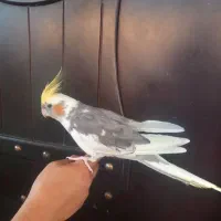 عروس هلندی نر