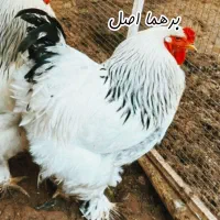 خروس برهماومرندی خالص.تضمین کیفیت