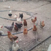خروس