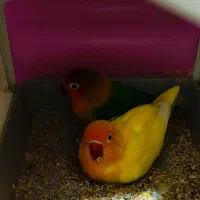 طوطی برزیلی رو تخم