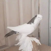 فیلی گویروخ