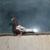 ماده کارل
