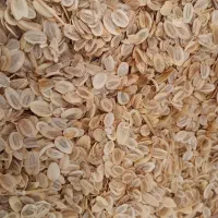فروش بذر آنغوزه طبس ویزد