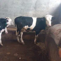 ۲راس گوساله نر سمینتال