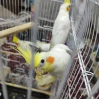 عروس هلندی