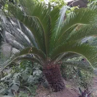 سیکاس ۱۵ ساله