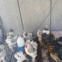 مرغ و خروس برهما اصل