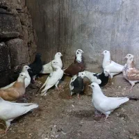 کفتر|کلکسیون و سرگرمی|چرداول, |دیوار