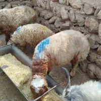 میش بره بزغال