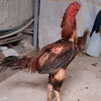 خروس لاری
