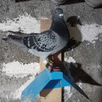 کبوتر پلاکی مسافتی