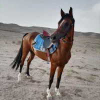 مادیون عرب مدرکدار