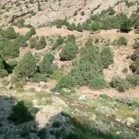زیره کوهی درجه یک