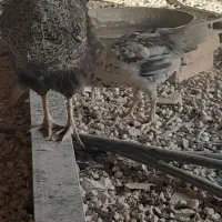 مرغ و جوجه گلین