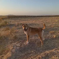 سگ خراسانی