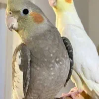 دو عدد عروس هلندی  با جوجه یکماه