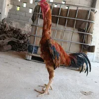 خروس|حیوانات مزرعه|میاندوآب, |دیوار