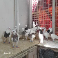 کبوتر طوقی جوجه ۱۲ عدد