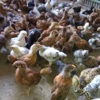 فروش ویژه جوجه های گلپایگانی خــاش