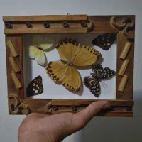 تابلو پروانه طبیعی
