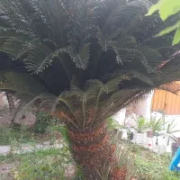گل ۱۵ ساله|گل و گیاه طبیعی|قائم‌شهر, |دیوار