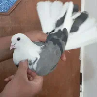 ابلق نر