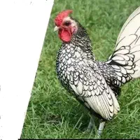 یه جفت مرغ وخروس مینیاتوری اصیل