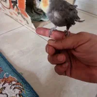 بچه عروس هلندی