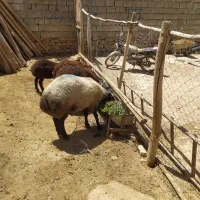 قوچ شال اصل