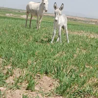 شیر الاغ