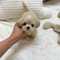 رنگ نسکافه ای و سفید ۶۵۰۰ تا ۹۵۰۰ پودل