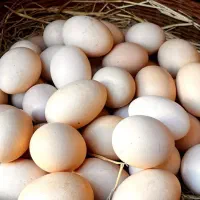 تخم مرغ لاری نطفه دار