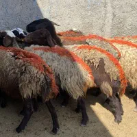 10 راس میش جوان آبستن فروشی
