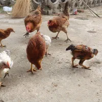 جوجه ۴ماهه
