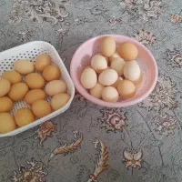 تخم مرغ محلی