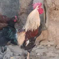 مرغ خروس