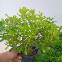 گل پیتسپروم ۳/۵