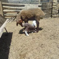 کاور بره زی اول زاییده